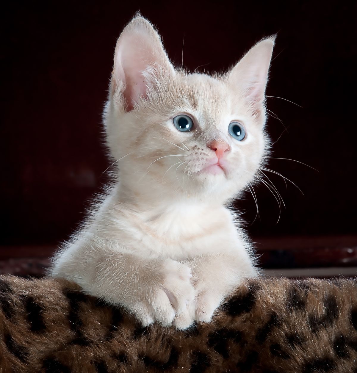 Kitten with blue eyes looking up