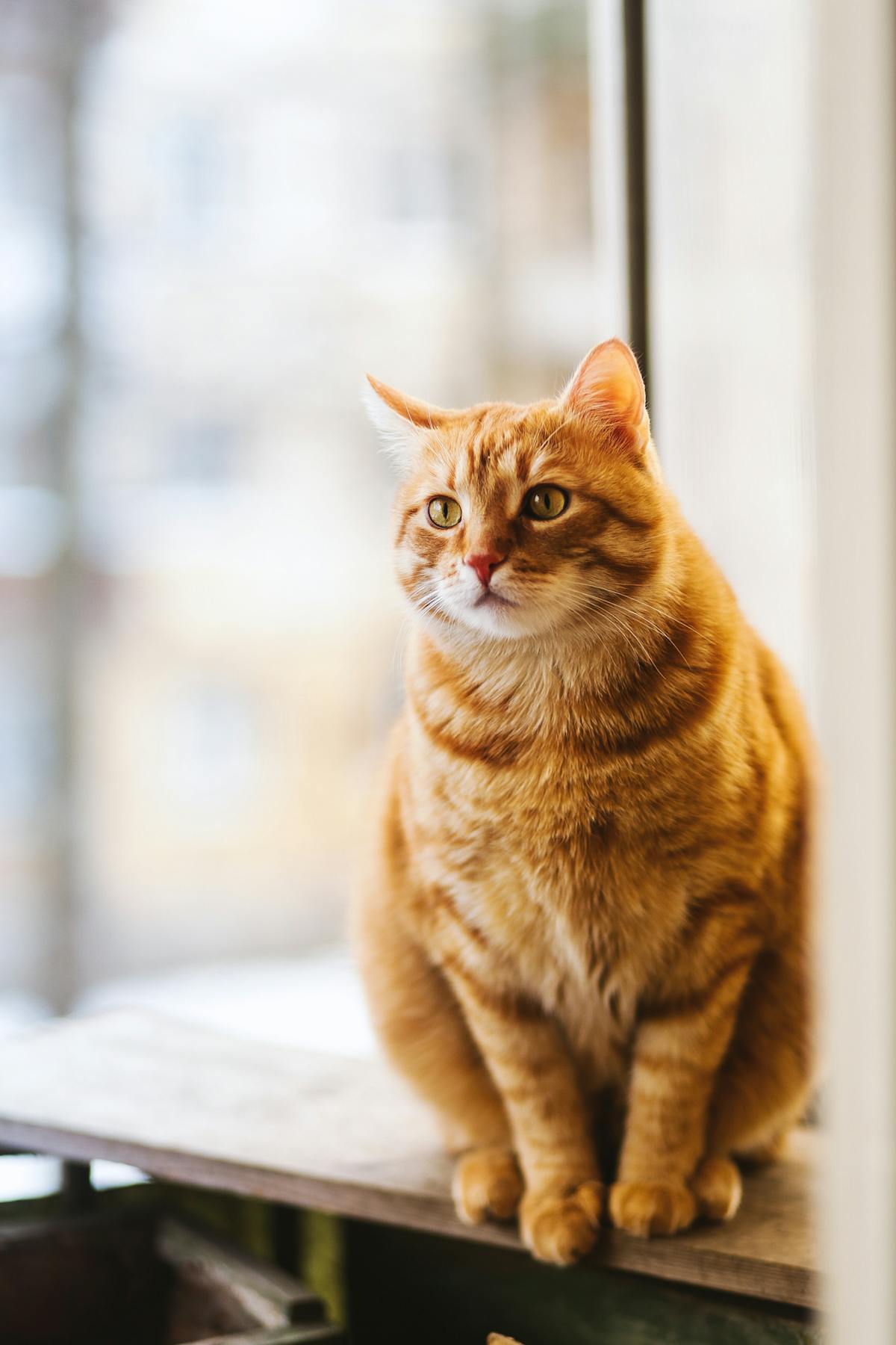 Ginger cat sitting by a window