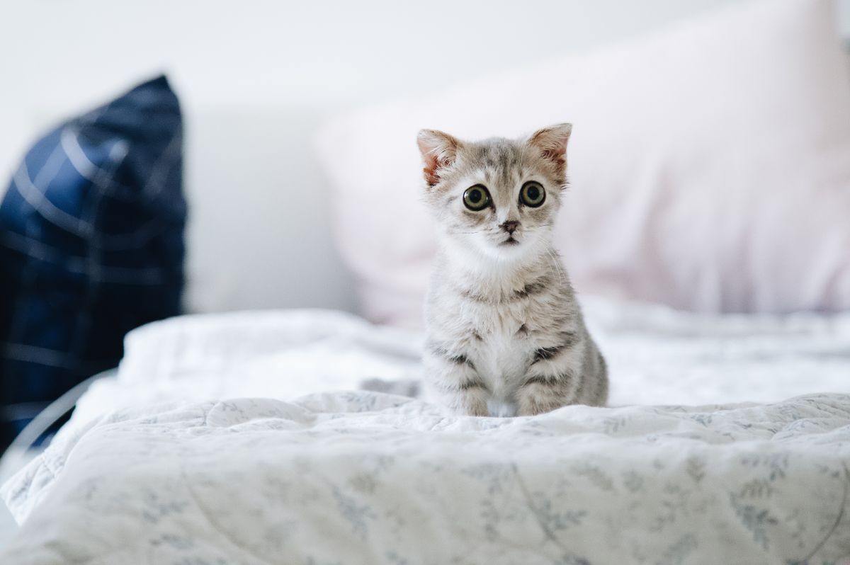 Wide-eyed kitten sitting on a bed