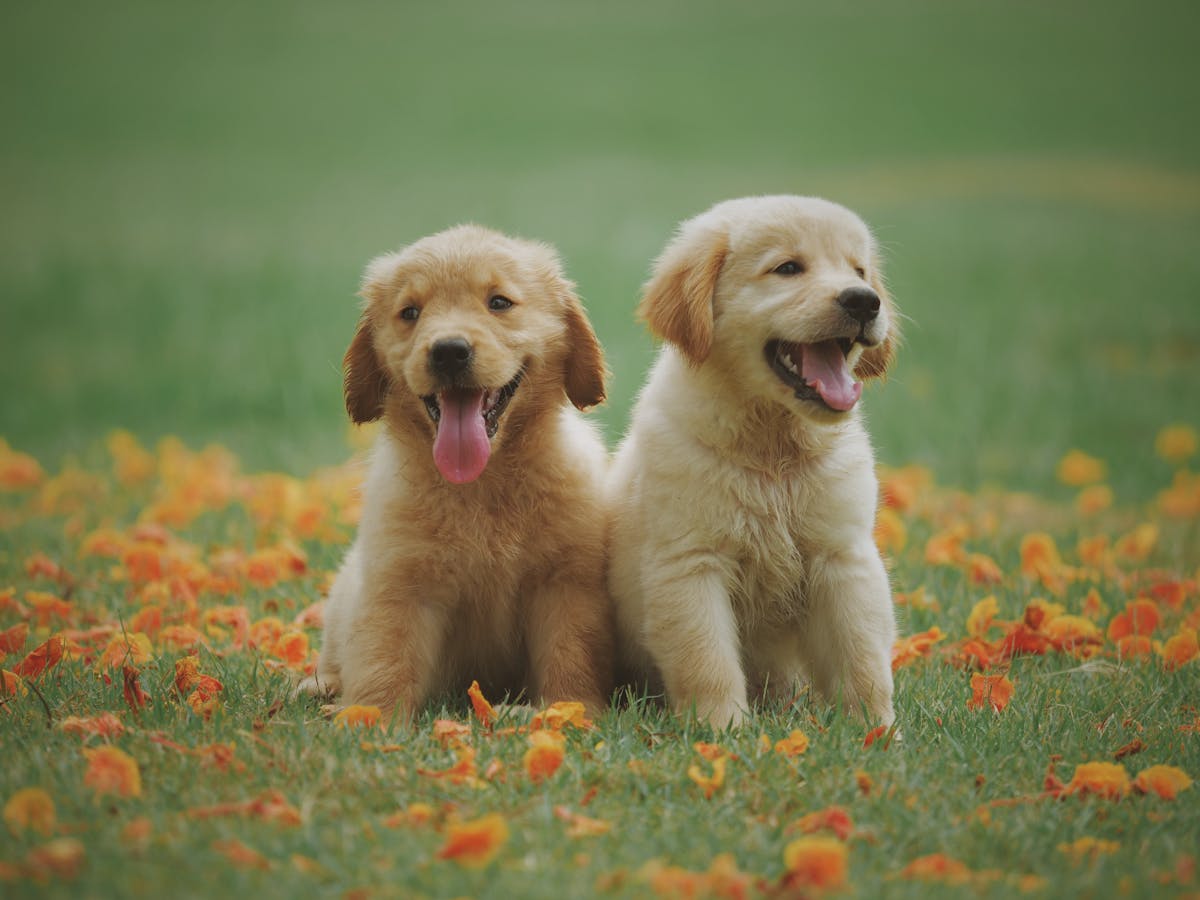 Two golden retriever puppies on grass