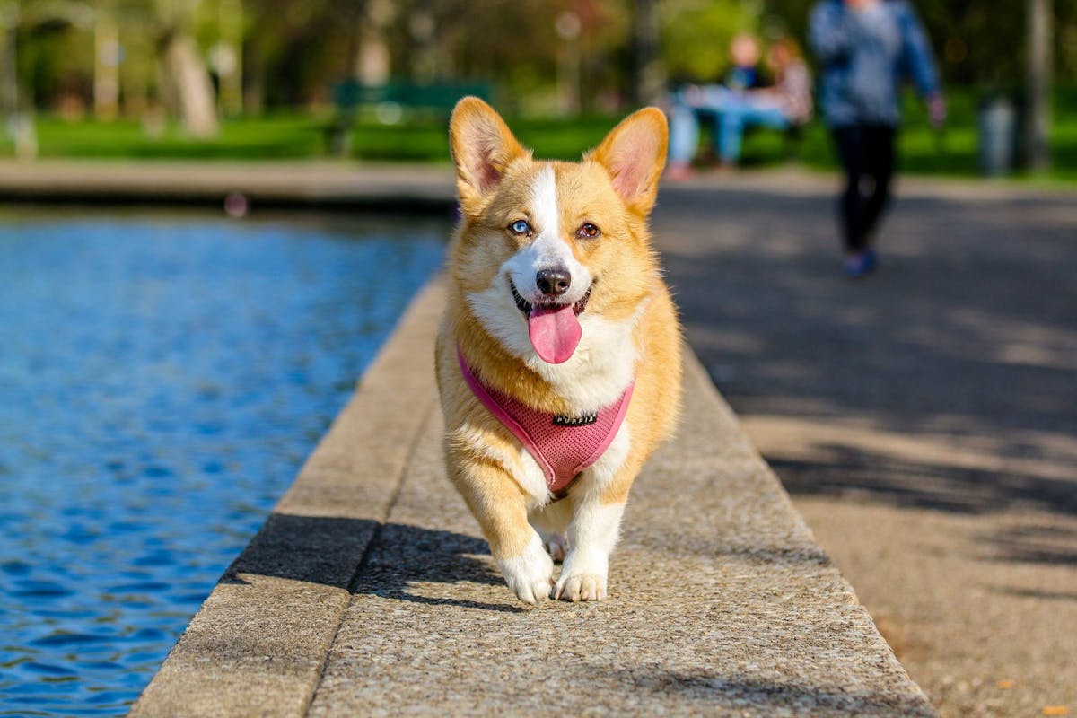 Corgi walking in a park