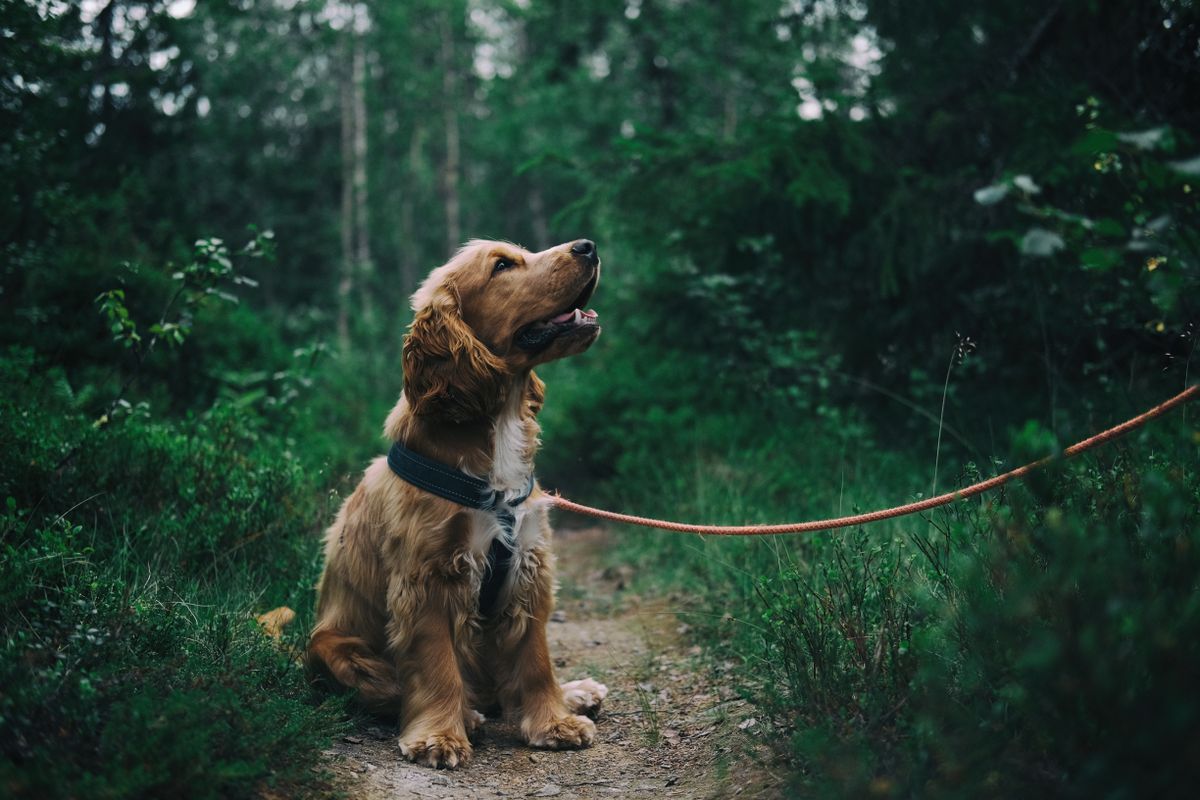 Spaniel sitting on a forest path
