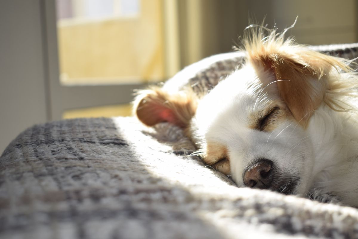 A dog sleeping peacefully in the sunshine